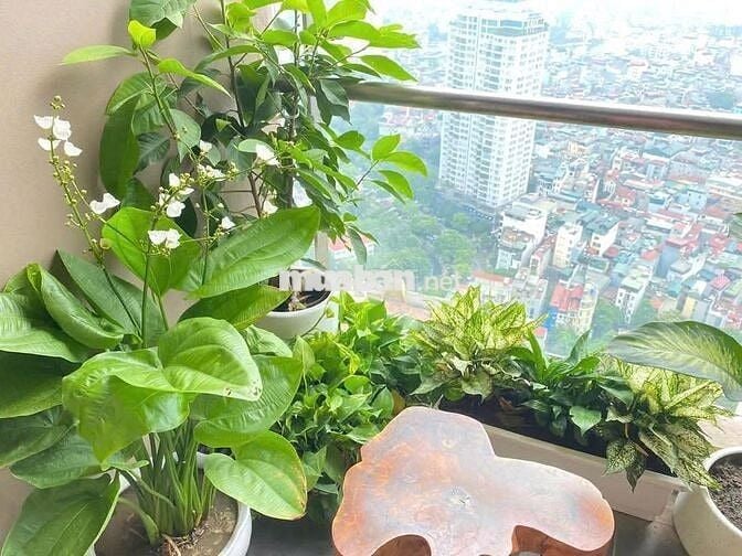 Chính chủ cần cho thuê ở ghép homestay - giá rẻ