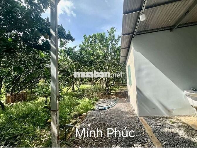 Chủ nhà ngộp bank cần thanh lý gấp căn nhà vườn 210tr