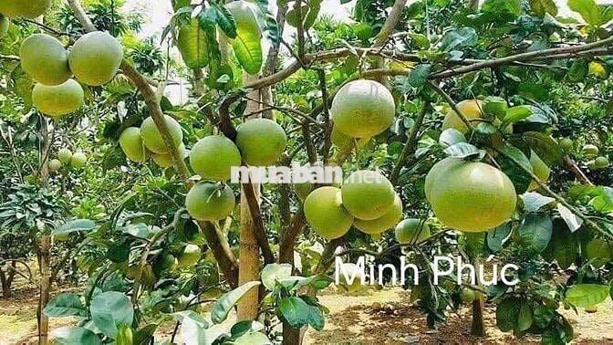 Chủ nhà ngộp bank cần thanh lý gấp căn nhà vườn 210tr