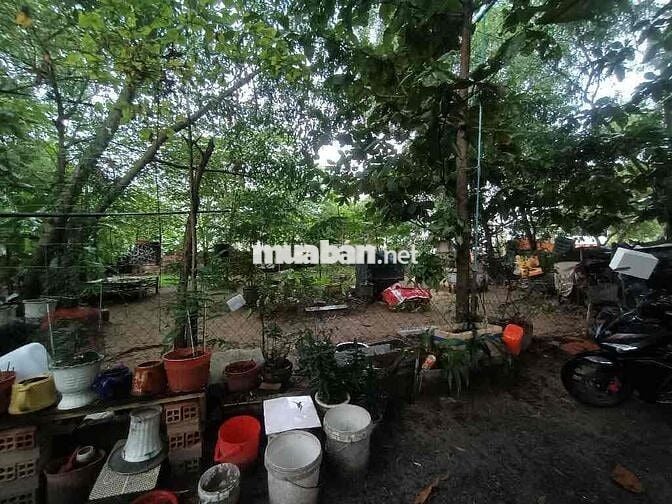 200M2 ĐẤT THỔ CƯ 13X16 FULL THỔ ĐƯỜNG XE HƠI TÂN HIỆP GẦN THỊ TRẤN HM