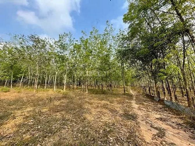 Công ty Đấu giá hợp danh Lam Sơn Sài Gòn THÔNG BÁO ĐẤU GIÁ TÀI SẢN