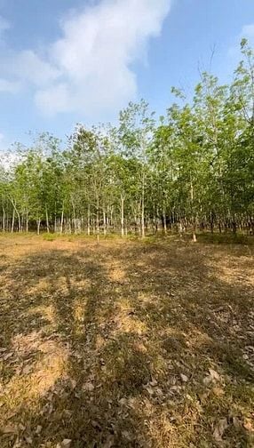 Công ty Đấu giá hợp danh Lam Sơn Sài Gòn THÔNG BÁO ĐẤU GIÁ TÀI SẢN