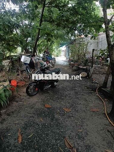 200M2 ĐẤT THỔ CƯ 13X16 FULL THỔ ĐƯỜNG XE HƠI TÂN HIỆP GẦN THỊ TRẤN HM