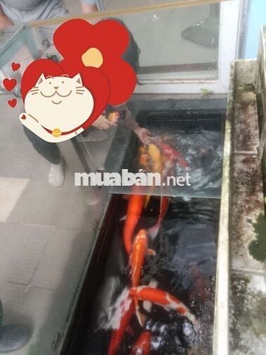 180M2 THỐNG NHẤT PHƯỜNG 16 GÒ VẤP 3 TẦNG 4PN HXH CHÀO GIẢM HƠN 13 TỶ