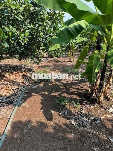 Chủ bể nợ cần bán gấp căn nhà vườn 1300m2 có thổ cư giá 240tr