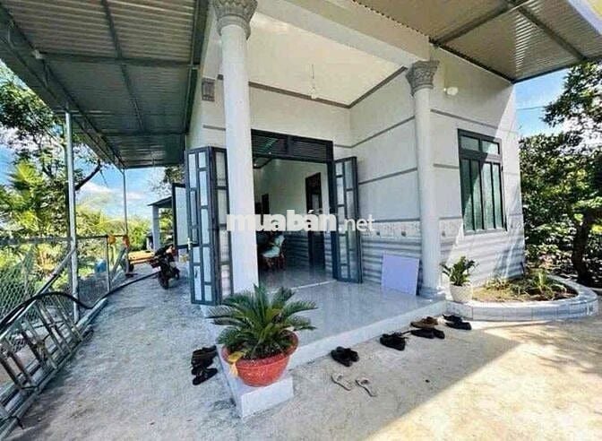 Chủ bể nợ cần bán gấp căn nhà vườn 1300m2 có thổ cư giá 240tr