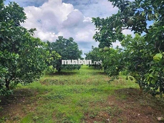 Chủ bể nợ cần bán gấp căn nhà vườn 1300m2 có thổ cư giá 240tr