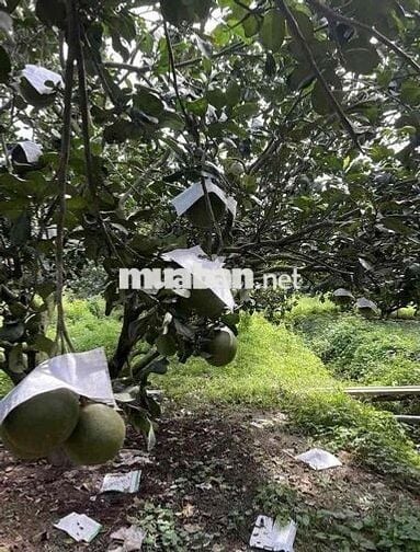 Chủ bể nợ cần bán gấp căn nhà vườn 1300m2 có thổ cư giá 240tr