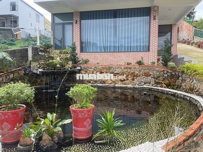 Nhà vườn nghỉ dưỡng ngay khu kiwuki Bảo Lộc DT 1055m2 sẵn 100m thổ cư