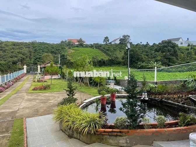 Nhà vườn nghỉ dưỡng ngay khu kiwuki Bảo Lộc DT 1055m2 sẵn 100m thổ cư