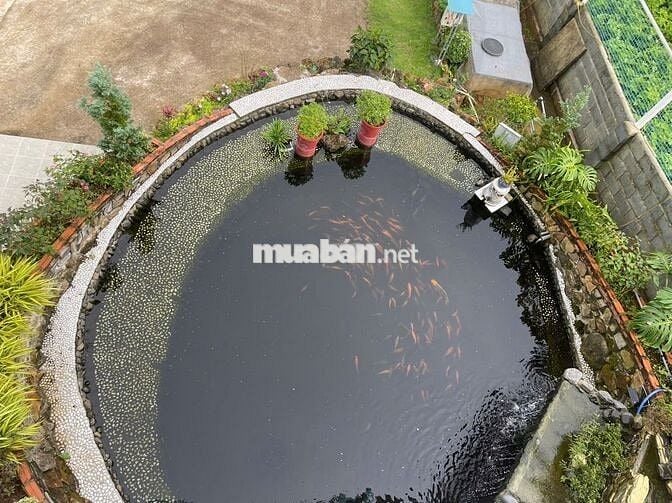 Nhà vườn nghỉ dưỡng ngay khu kiwuki Bảo Lộc DT 1055m2 sẵn 100m thổ cư