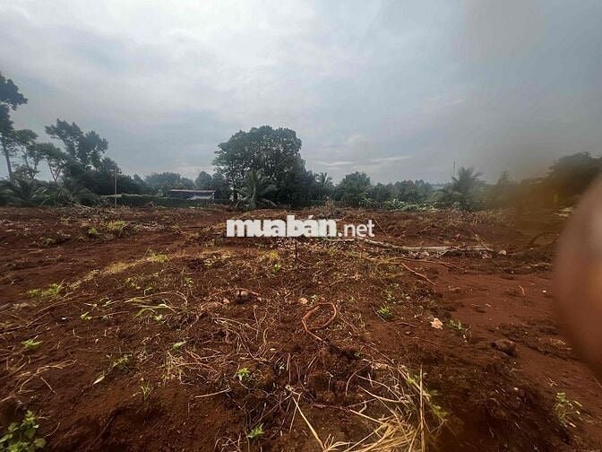 Đất đỏ cẩm mỹ ( Bảo bình cũ ) giá rẻ nhất thị trường