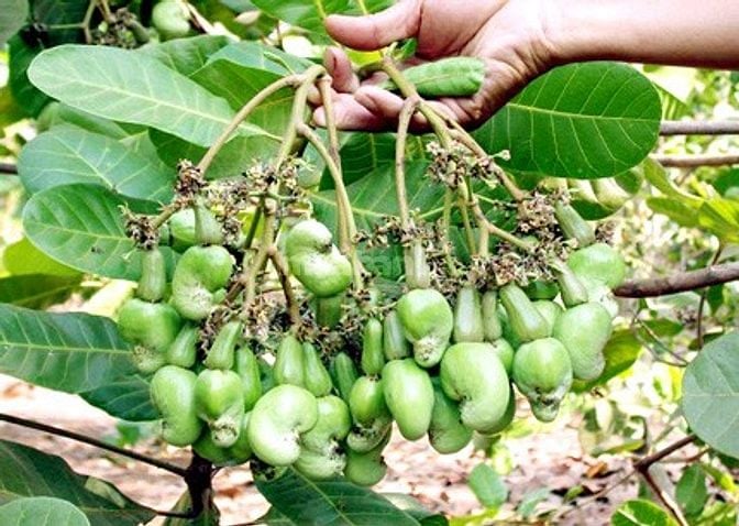 Cơ hội sở hữu vườn điều cổ thụ tạiThống Nhất  1200m2 giá 995tr