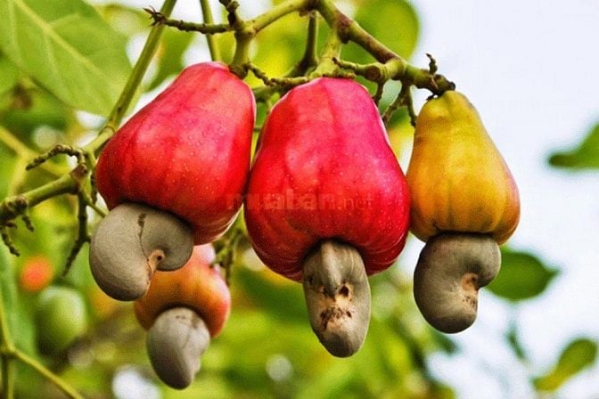 Cơ hội sở hữu vườn điều cổ thụ tạiThống Nhất  1200m2 giá 995tr