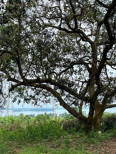 Cơ hội sở hữu vườn điều cổ thụ tạiThống Nhất  1200m2 giá 995tr