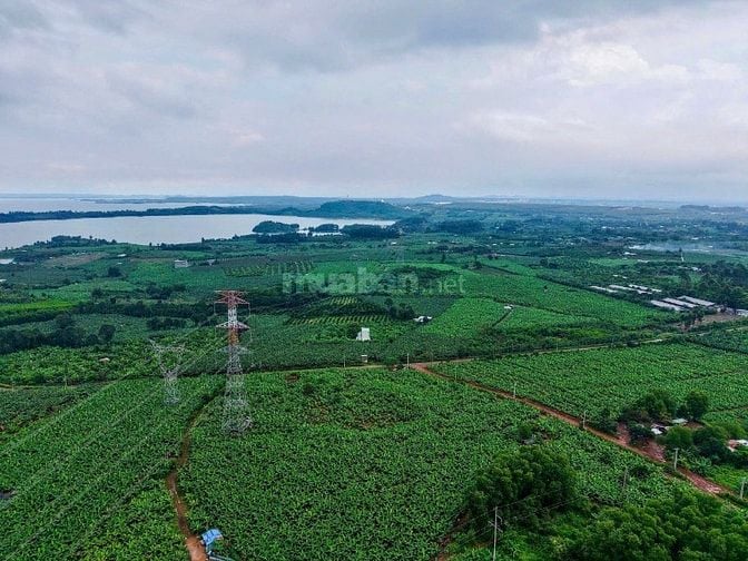 Cơ hội sở hữu vườn điều cổ thụ tạiThống Nhất  1200m2 giá 995tr