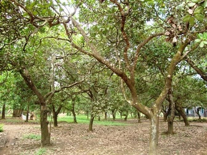 Cơ hội sở hữu vườn điều cổ thụ tạiThống Nhất  1200m2 giá 995tr