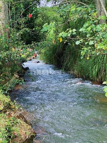 Cơ hội sở hữu vườn điều cổ thụ tạiThống Nhất  1200m2 giá 995tr