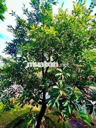 BIỆT THỰ MỚI ĐẸP,DT15*20M,1LAU,3PN,4WC,KHU DÂNCƯAN NINH TỐT CÓ BẢO VỆ