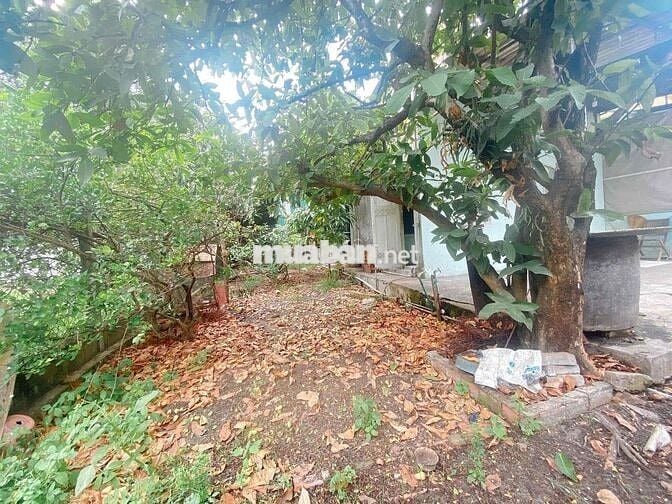 Bán nhà vườn cấp 4 - 139m2 - Đường 2m