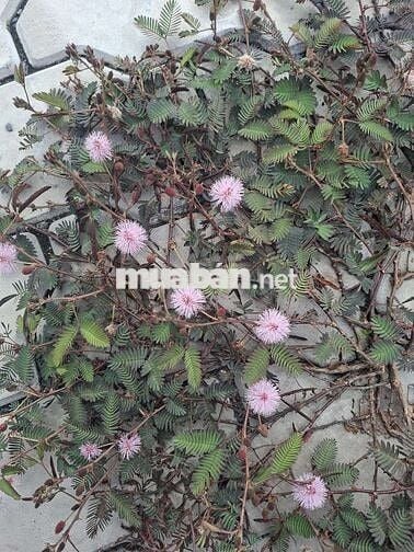 🌈Bán Nhà Căn Góc 2 Mặt Tiền 505/ Đ.TKTQ- DT 7,9X17 NHÀ 1 TRỆT 2 LẦU