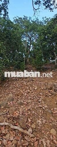 Gần 11.000m2 đất, 80m mặt tiền lớn, hông ôm suối