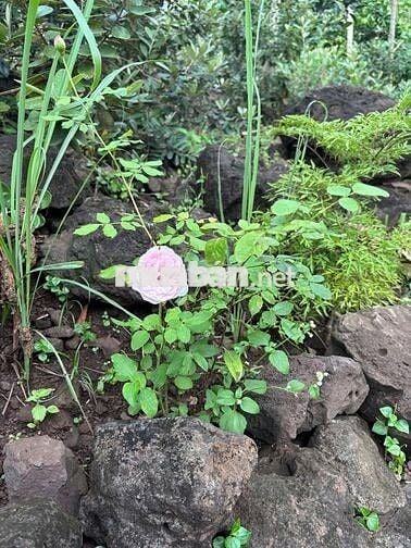 🌿 LÀM HÀNG XÓM VỚI MẢNH VƯỜN GIÁP SUỐI – VIEW HỒ TRỊ AN 850TR/1000M2