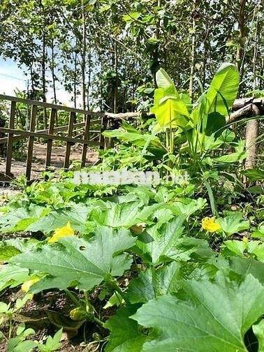 🌿 LÀM HÀNG XÓM VỚI MẢNH VƯỜN GIÁP SUỐI – VIEW HỒ TRỊ AN 850TR/1000M2