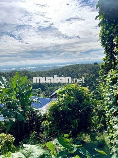 🌿 LÀM HÀNG XÓM VỚI MẢNH VƯỜN GIÁP SUỐI – VIEW HỒ TRỊ AN 850TR/1000M2