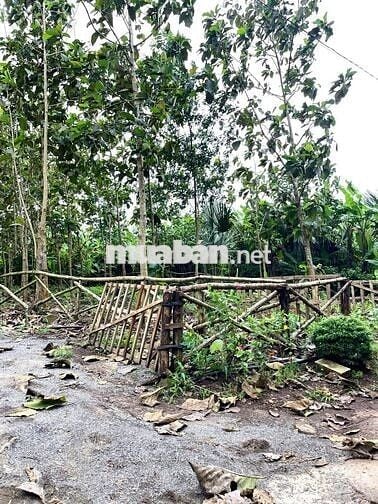 🌿 LÀM HÀNG XÓM VỚI MẢNH VƯỜN GIÁP SUỐI – VIEW HỒ TRỊ AN 850TR/1000M2