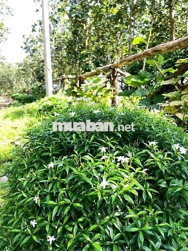 🌿 LÀM HÀNG XÓM VỚI MẢNH VƯỜN GIÁP SUỐI – VIEW HỒ TRỊ AN 850TR/1000M2