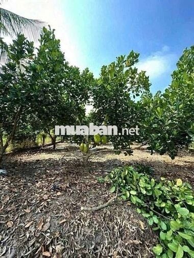 🌿 Không ồn ào, không vội vã – chỉ là bình yên