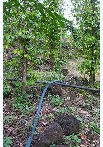 Cần bán đất xã Thanh Sơn H.ĐQ, T.Đồng Nai 2000m2