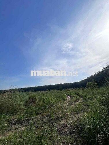 + Bán đất SKC long nguyên Bàu Bàng + DT: 13.121m2 (1,3ha ) + Có SKC 1,