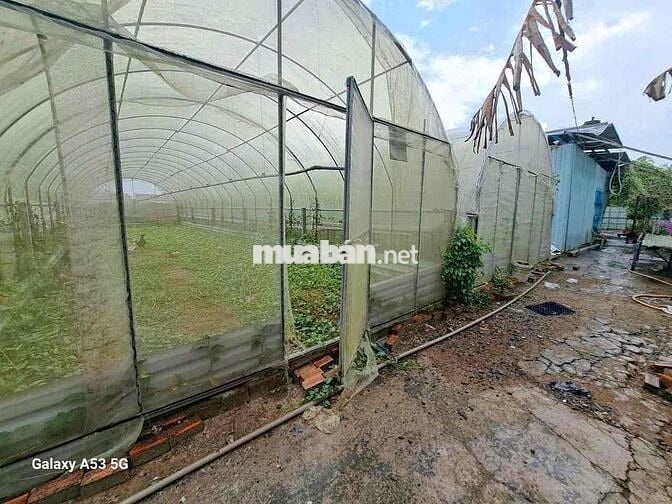 Đất sổ đỏ 1562m2 Phước Lý, Cần Giuộc, Long An