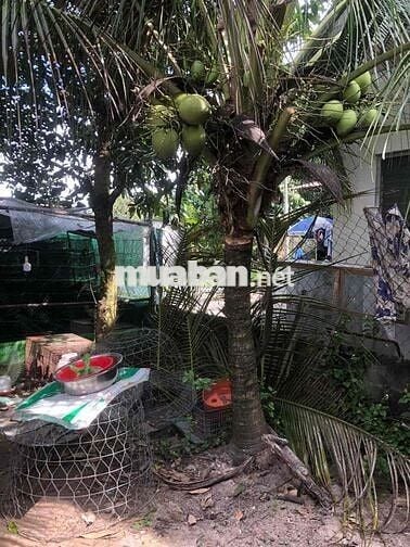 CẦN CHO THUÊ NHÀ CÓ SÂN VƯỜN – GIÁ TỐT – CỦ CHI