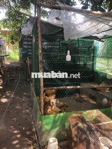 CẦN CHO THUÊ NHÀ CÓ SÂN VƯỜN – GIÁ TỐT – CỦ CHI