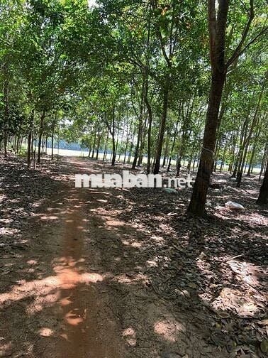 Bán Gấp Lô Đất Trồng Cây Cao Su Ở DH519 12000m2