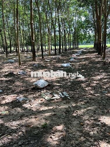 Bán Gấp Lô Đất Trồng Cây Cao Su Ở DH519 12000m2