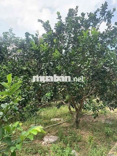 Chuyển về quê sống cần sang lại căn nhà vườn cấp 4 mt đường huyện