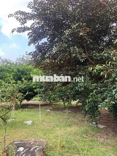 Chuyển về quê sống cần sang lại căn nhà vườn cấp 4 mt đường huyện