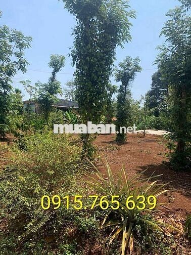 ⚡ SỐNG XANH GIỮA ĐẮK LẮK – CHÍNH CHỦ CẦN BÁN GẤP MẢNH ĐẤT THỔ CƯ