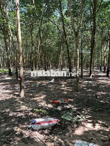 Bán Gấp Lô Đất Trồng Cây Cao Su Ở DH519 12000m2