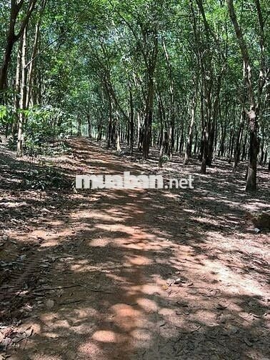 Bán Gấp Lô Đất Trồng Cây Cao Su Ở DH519 12000m2