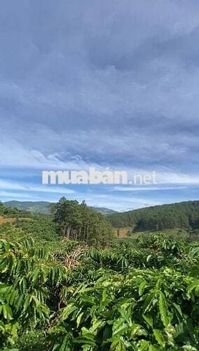 Đất 265m2, ngang 8 dài 34, sẵn 140m2 thổ cư ở Nam Hà Lâm Hà, Lâm Đồng