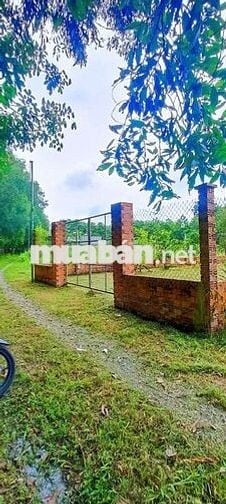 Bán 303mv đất vườn Vĩnh Tân TP HCM