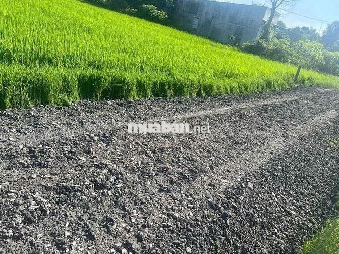 500m2 đường số 2 bình lợi 1ty3 quá rẻ Đức Hoà Long An
