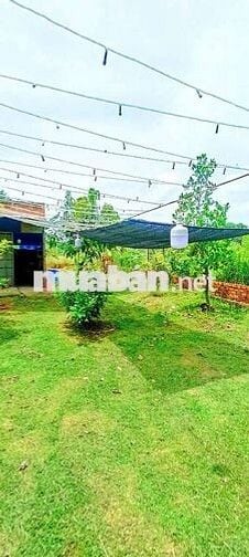 Bán 303mv đất vườn Vĩnh Tân TP HCM