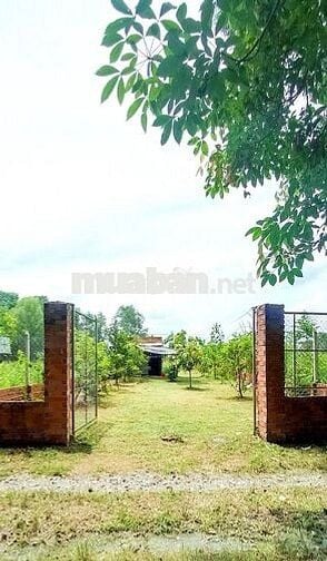 Bán 303mv đất vườn Vĩnh Tân TP HCM