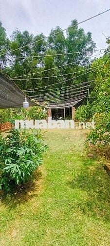 Bán 303mv đất vườn Vĩnh Tân TP HCM